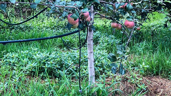石林縣引進好色视频下载链接水肥一體化技術打造高原生態農業示範區