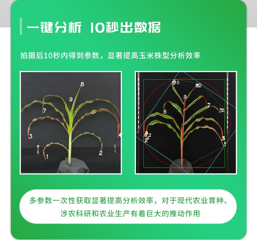 玉米株型分析係統 玉米株型分析係統