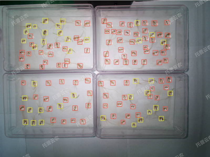 1772702802141117.png 發芽率識別-高通量植物環境調控+高通量好色先生APP官方下载智能萌發鑒定係統.png